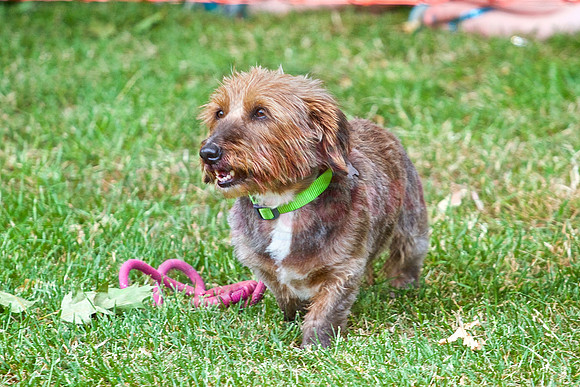 Essex Pride Dog Show Chelmsford