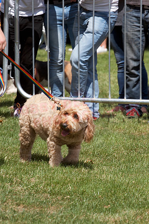 Essex Pride Dog Show Chelmsford