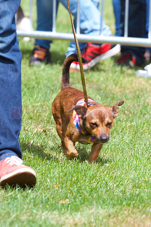 Essex Pride Dog Show Chelmsford