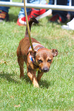 Essex Pride Dog Show Chelmsford