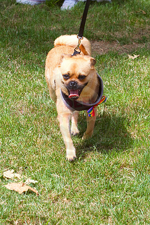Essex Pride Dog Show Chelmsford