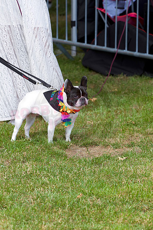 Essex Pride Dog Show Chelmsford