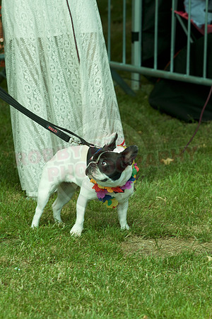 Essex Pride Dog Show Chelmsford