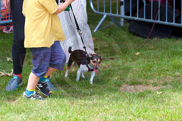 Essex Pride Dog Show Chelmsford