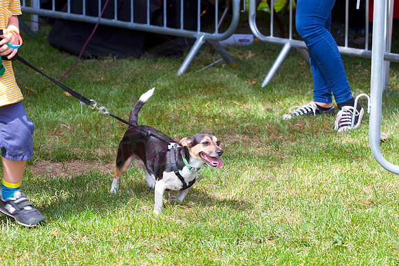 Essex Pride Dog Show Chelmsford