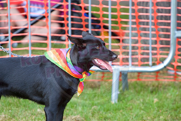 Essex Pride Dog Show Chelmsford