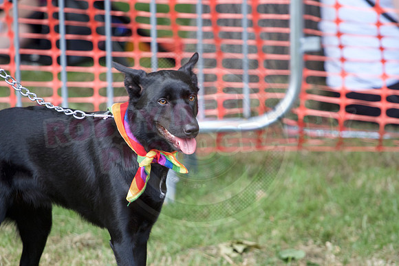 Essex Pride Dog Show Chelmsford