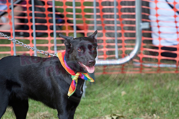 Essex Pride Dog Show Chelmsford