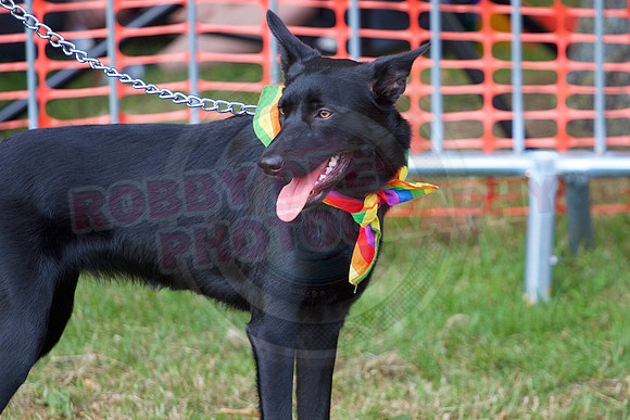 Essex Pride Dog Show Chelmsford