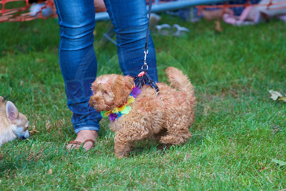 Essex Pride Dog Show Chelmsford