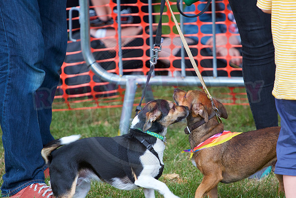 Essex Pride Dog Show Chelmsford