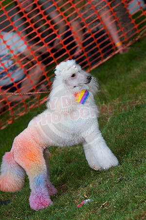Essex Pride Dog Show Chelmsford