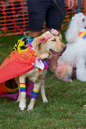 Essex Pride Dog Show Chelmsford
