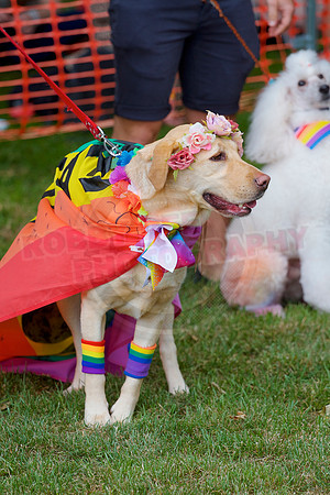 Essex Pride Dog Show Chelmsford