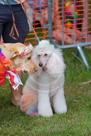 Essex Pride Dog Show Chelmsford