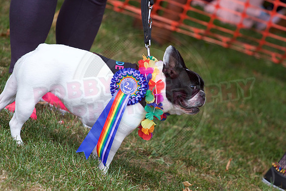 Essex Pride Dog Show Chelmsford