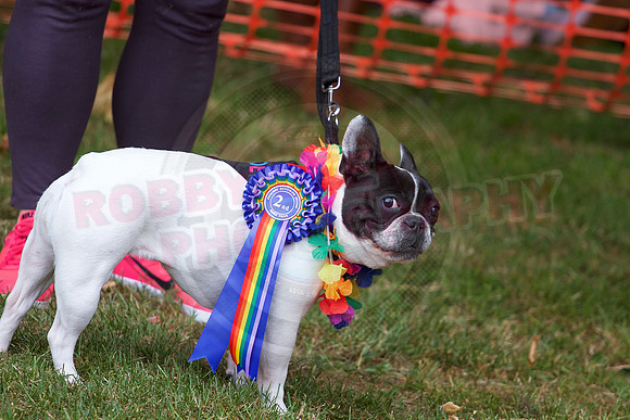 Essex Pride Dog Show Chelmsford