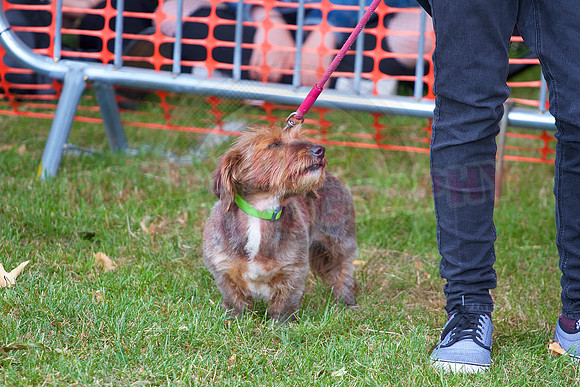 Essex Pride Dog Show Chelmsford