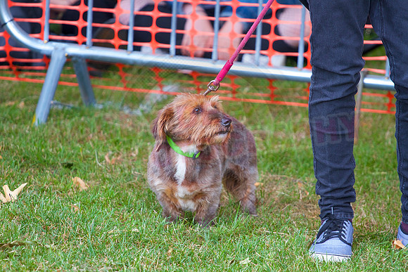 Essex Pride Dog Show Chelmsford