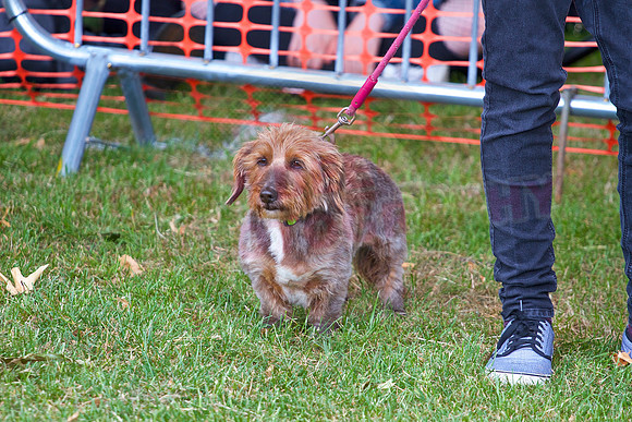 Essex Pride Dog Show Chelmsford