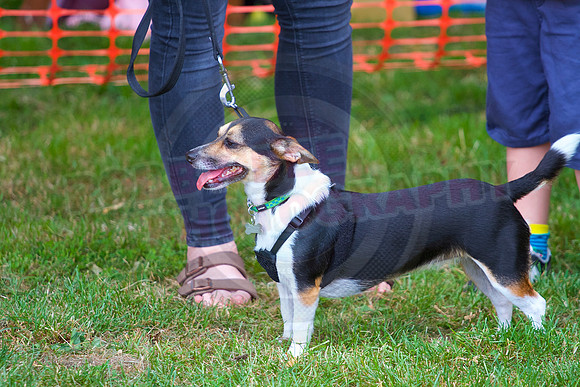 Essex Pride Dog Show Chelmsford
