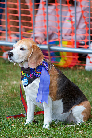 Essex Pride Dog Show Chelmsford
