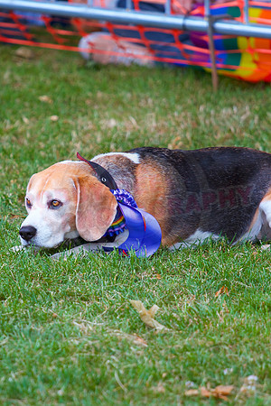 Essex Pride Dog Show Chelmsford