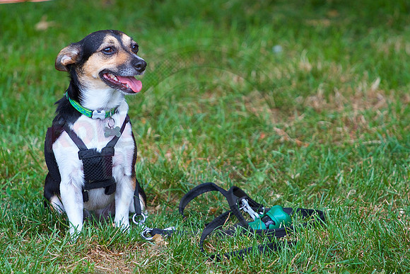 Essex Pride Dog Show Chelmsford