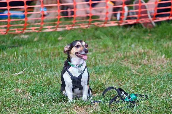 Essex Pride Dog Show Chelmsford