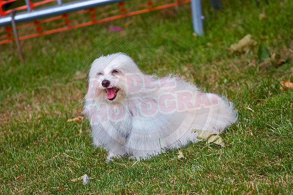 Essex Pride Dog Show Chelmsford