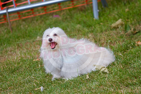 Essex Pride Dog Show Chelmsford