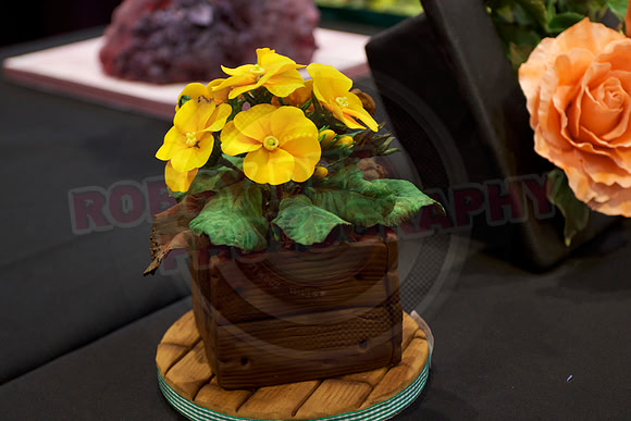 Cake international November Friday