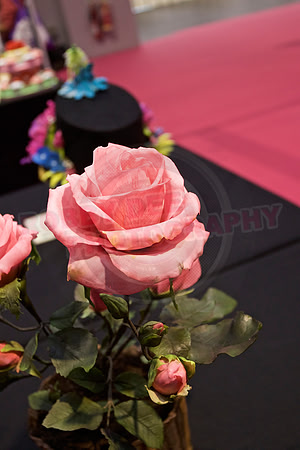 Cake International Floral Entries