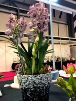 Class B: Floral Sugar Craft