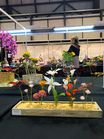 Class C: Floral Display – Firework Theme