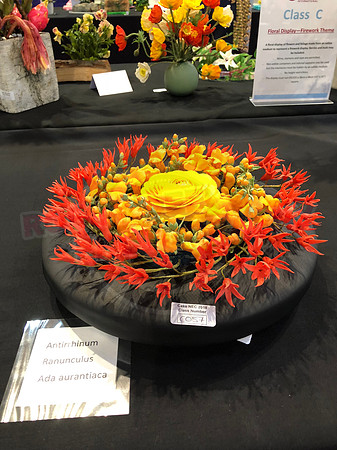 Class C: Floral Display – Firework Theme